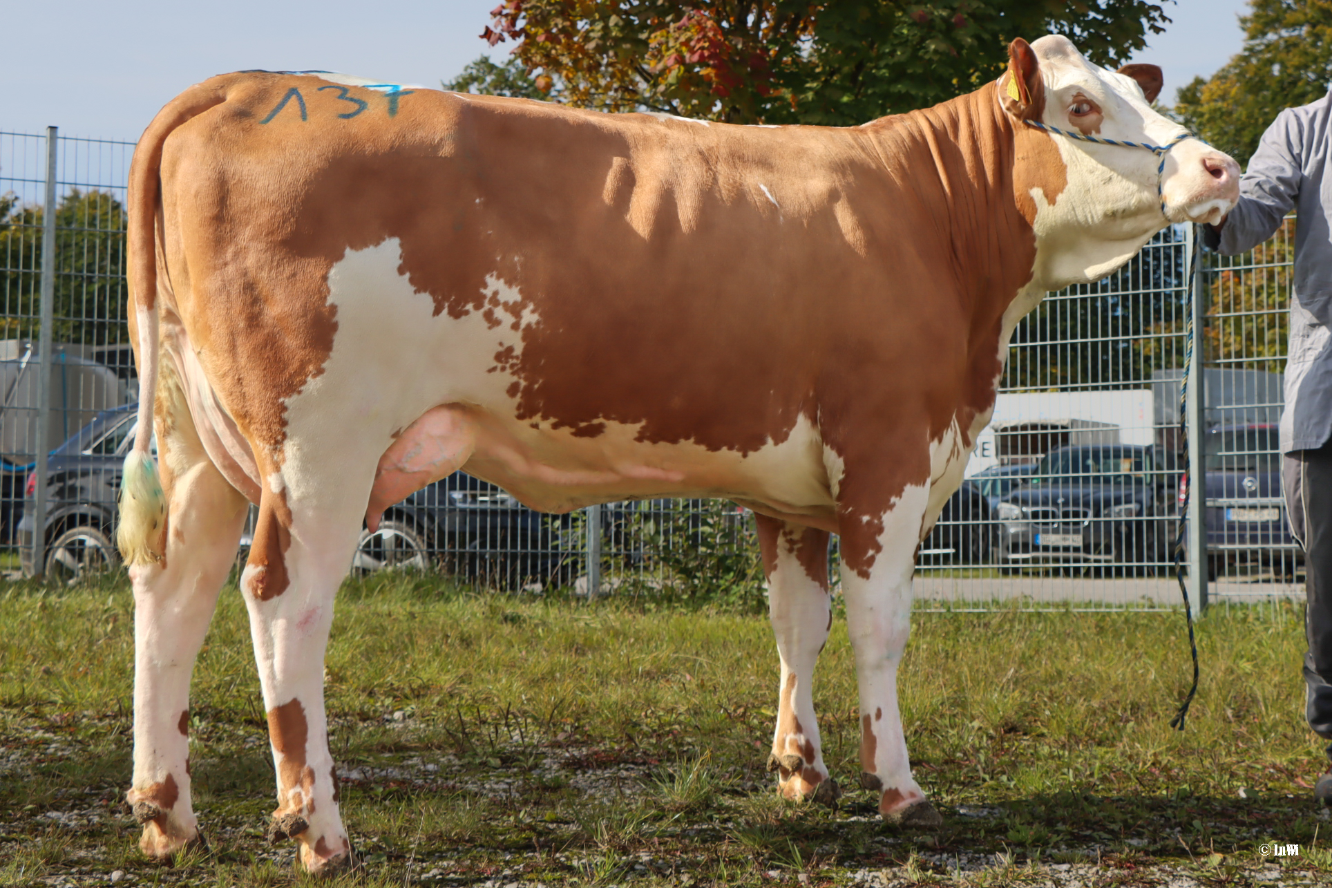 Nummer 137